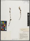 Foto von Salix triandra L.